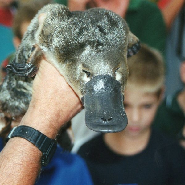 Jed ptakopyska může usnadnit léčbu diabetu