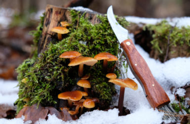 Houbová sezóna je v plném proudu. Diabetici by se měli vydat pro léčivé houby jako první!