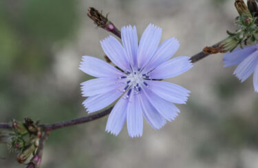 Modré květy čekanky lahodí očím, kořeny prospívají játrům. Sirup s inulinem je vhodnou součástí diabetické kuchyně