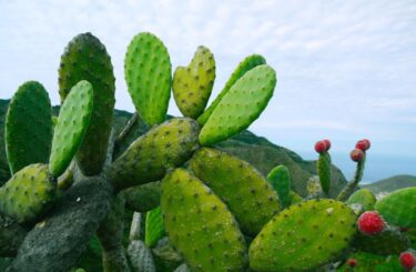 Nopál: Božská rostlina Aztéků, která pomůže s hubnutím, detoxikací a glykémií